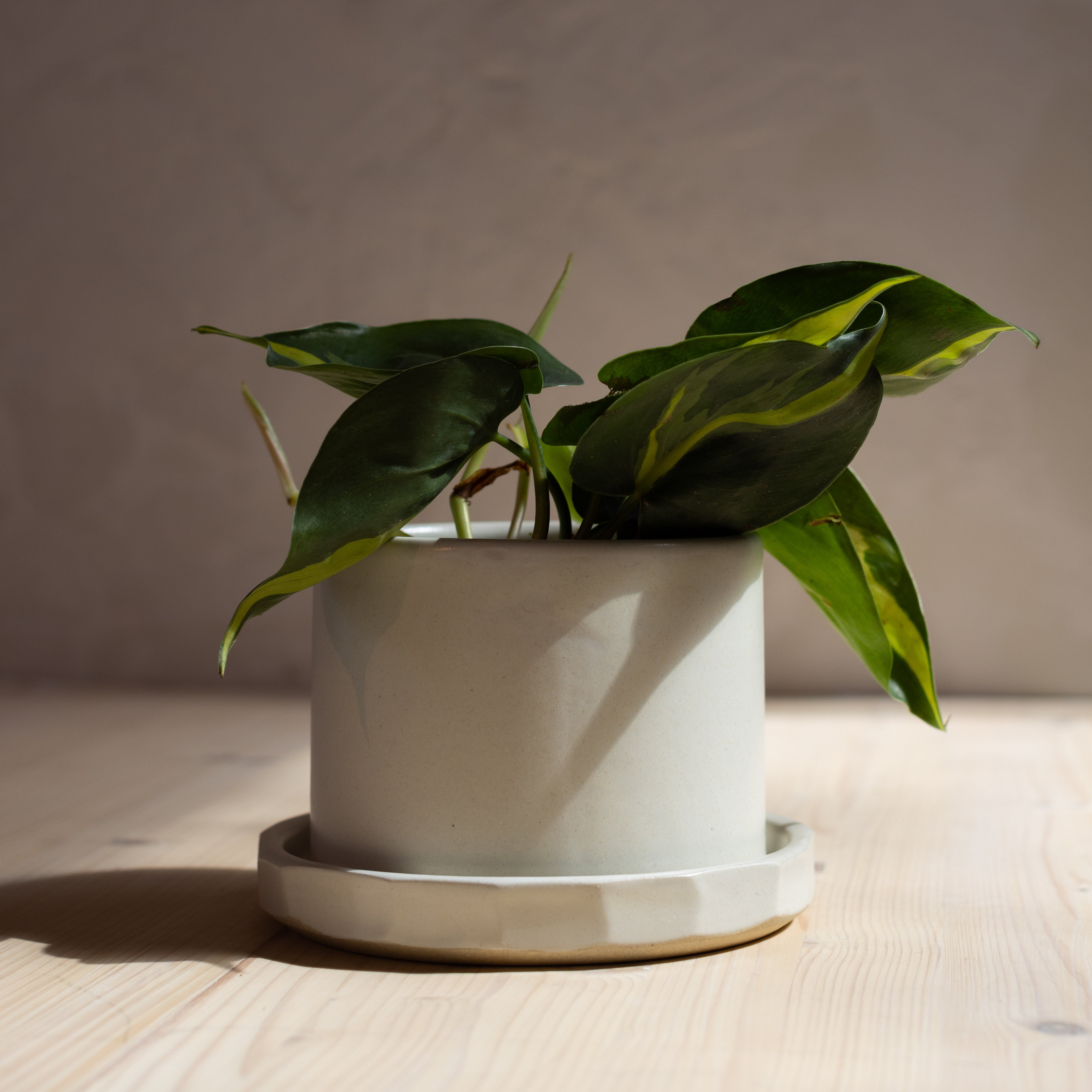 stone indoor planter Stone Planter – Cageless Birds